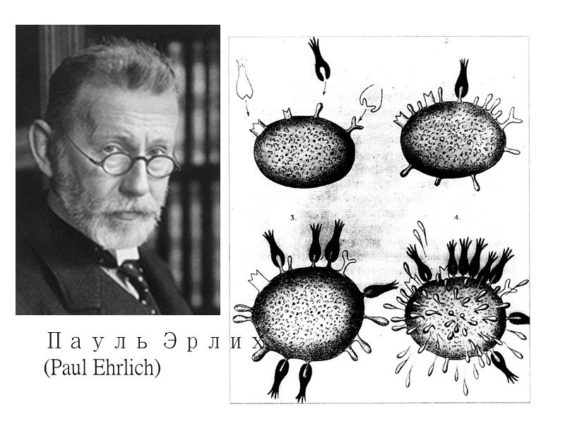 Пауль Эрлих (Paul Ehrlich)